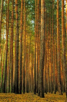 Forest. A coniferous forest in the East Europe. Ukraine.