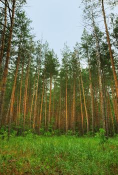 Forest. A coniferous forest in the East Europe. Ukraine.