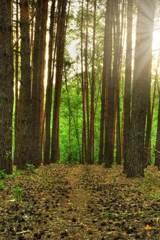 Forest path. A coniferous wood in the East Europe. Ukraine.