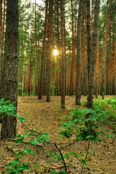 Forest. A coniferous forest in the East Europe. Ukraine.