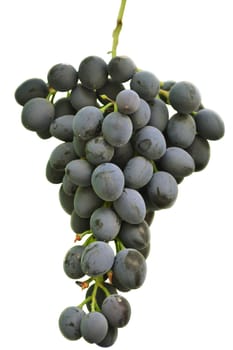 juicy bunch of grapes hanging on the vine