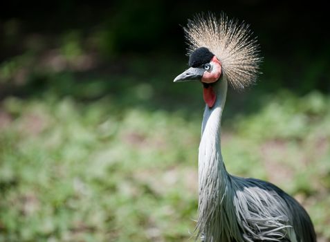 Black Crowned Crane. A large bird from family of cranes
