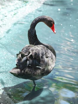 Black swan. The natatorial bird of passage of family duck with a long flexible neck.