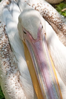 pelican. A large natatorial bird with a long beak and a greater bag under a jaw.