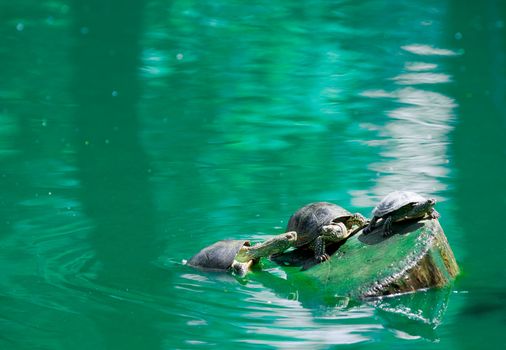 Turtles. Turtles cubs - basked in the sun