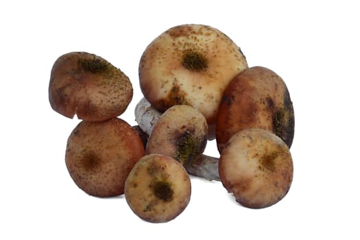 very tasty and nutritious mushrooms photographed on a white background