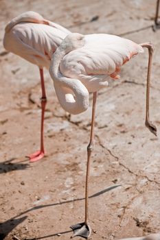 flamingo. A water bird with is gentle-pink plumage and with very long a neck and legs.