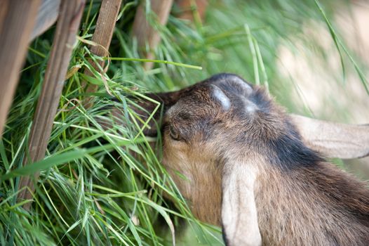 Goat. House cattle in a shelter eating a grass