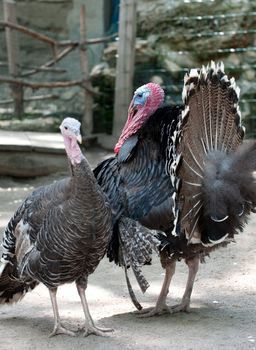 The turkey-cock. Greater poultry used in meal