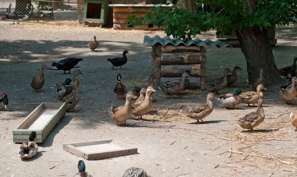 Poultry yard. Rural living creatures - ducks. The Countryside