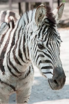 zebra. Type of striped African animal which resembles a horse