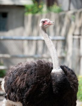 ostrich. Large long-necked African bird that does not fly and has long featherless legs