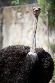 ostrich. Large long-necked African bird that does not fly and has long featherless legs