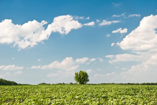 Tree and field. A rural landscape on a background of the dark blue sky