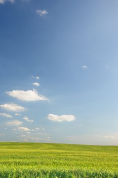 Green field and the dark blue sky. A rural landscape