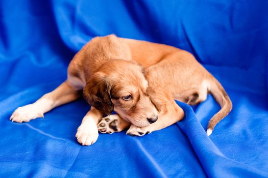 A brown saluki pup lying on blue background
