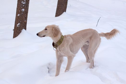 A white saluki pup in a winter park
