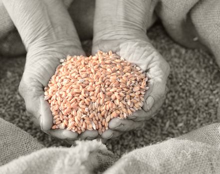 Wheat and hands of the old farmer. Harvesting
