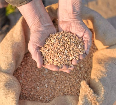Wheat and hands of the old farmer. Harvesting