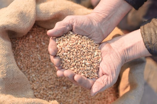 Wheat and hands of the old farmer. Harvesting