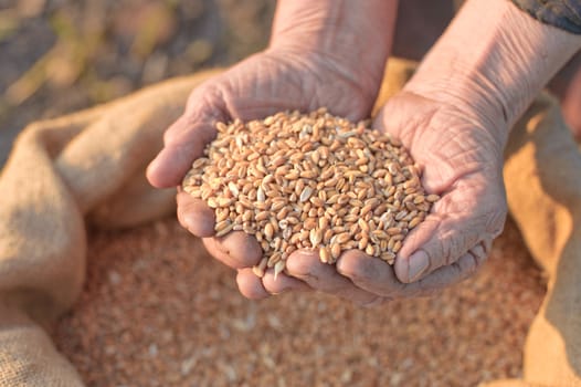 Wheat and hands of the old farmer. Harvesting