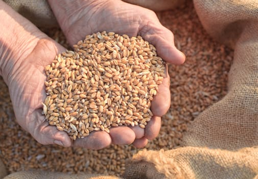 Wheat and hands of the old farmer. Harvesting