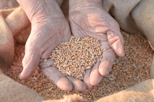 Wheat and hands of the old farmer. Harvesting