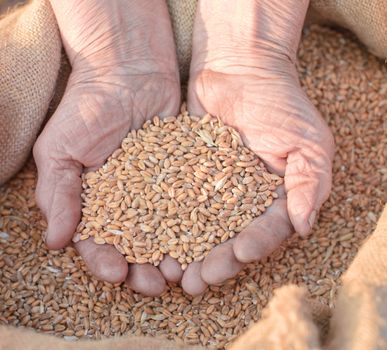 Wheat and hands of the old farmer. Harvesting