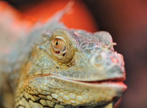 iguana. Family of large lizards adapted conditions of a dry climate