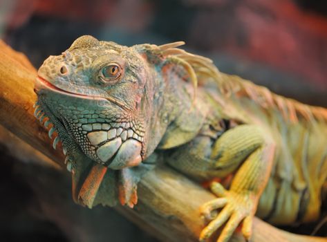 iguana. Family of large lizards adapted conditions of a dry climate