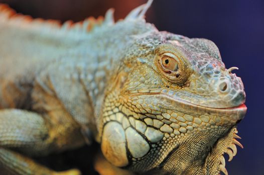 iguana. Family of large lizards adapted conditions of a dry climate