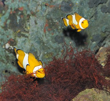 Fish - the clown. A colourful tropical fish under water