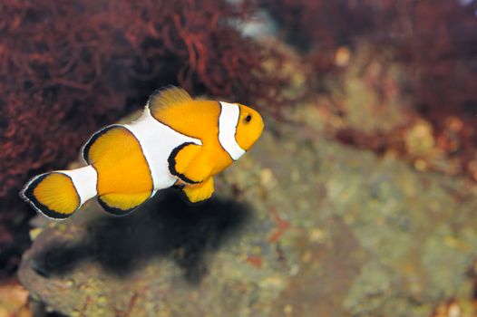 Fish - the clown. A colourful tropical fish under water