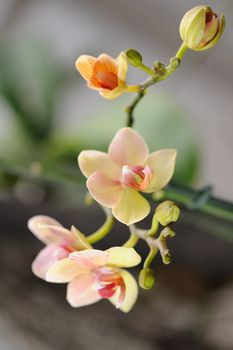 Orchid yellow. A flower growing in a tropical climate