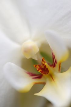 Orchid white. A flower growing in a tropical climate