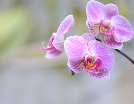 Orchid violet. A flower growing in a tropical climate