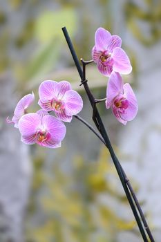 Orchid violet. A flower growing in a tropical climate