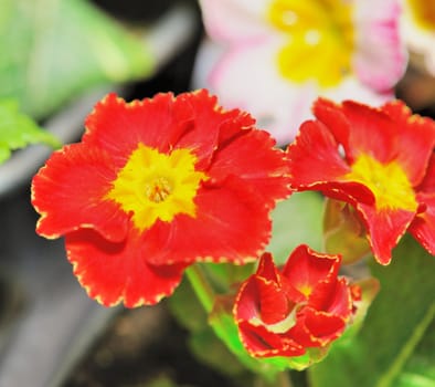Flowers. Colourful flowers growing in garden sites
