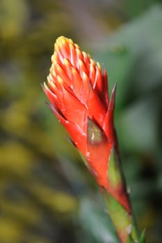 Flowers. Colourful flowers growing in garden sites