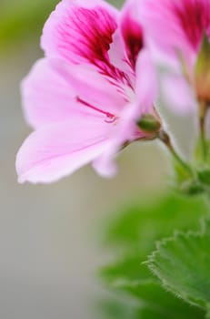 Orchid red. A flower growing in a tropical climate