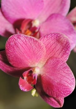 Orchid red. A flower growing in a tropical climate
