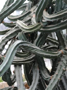 fantastical cactus. Type of spiny succulent plant