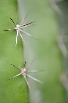 Cactus background. Type of spiny succulent plant