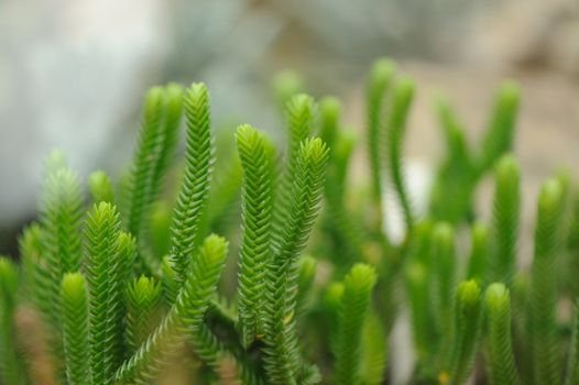 Cactus. Type of spiny succulent plant