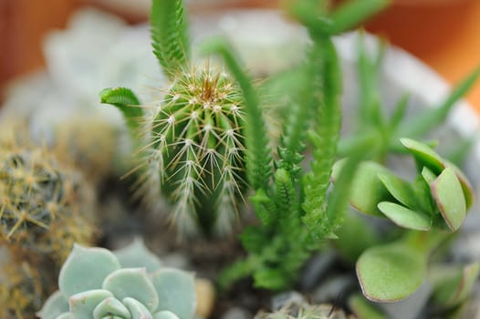 Cactus. Type of spiny succulent plant