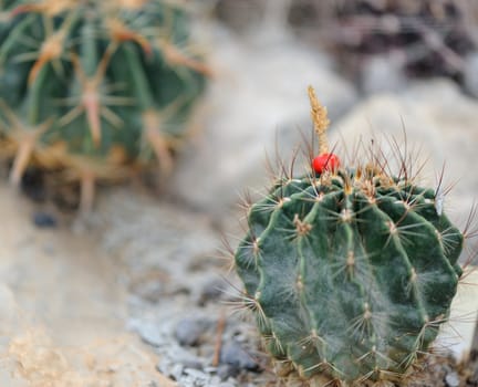 blossoming cactus. type of spiny succulent plant