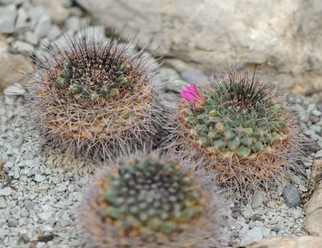 blossoming cactus. type of spiny succulent plant