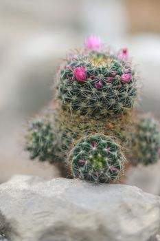 blossoming cactus. type of spiny succulent plant