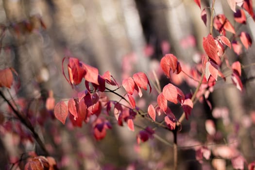 Many red leaves in an autumn forest
