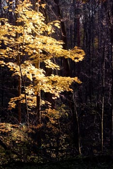 Yellow autumn trees in a forest
